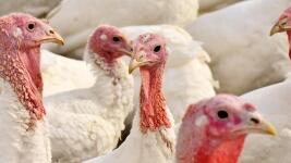 krůty 2 turkeys-2799813 960 720